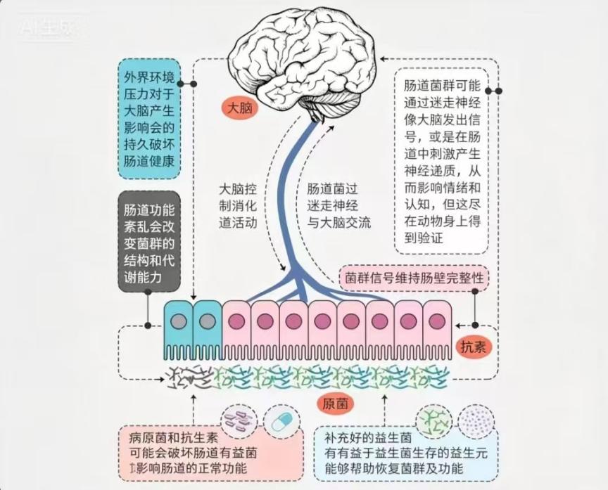 微生物-肠-脑轴示意图